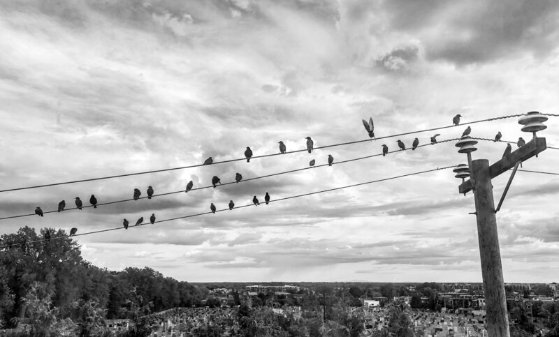 birds lined up on wires in a black and white image