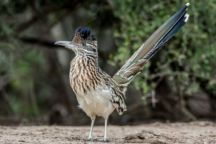 classes-roadrunner