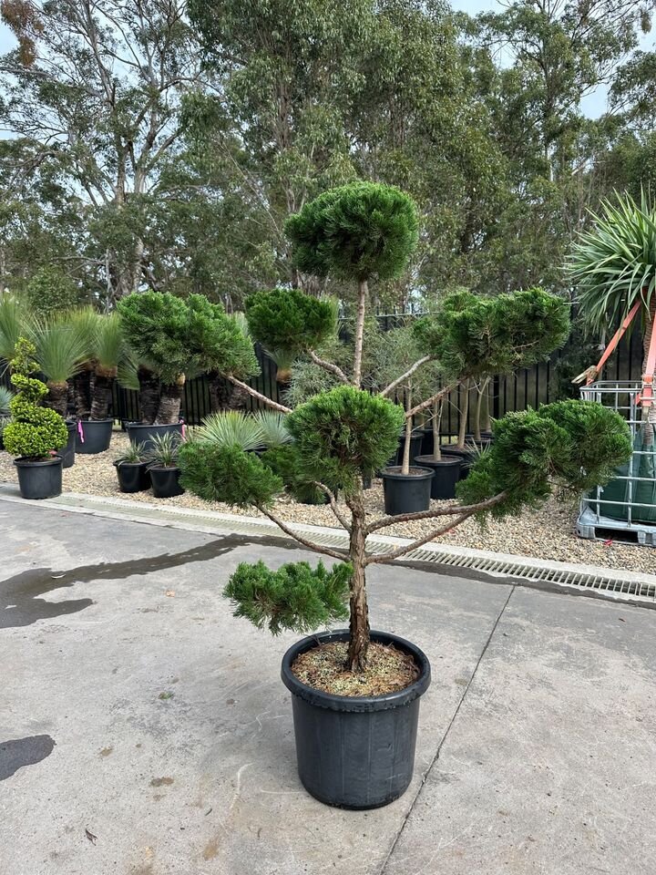 Juniper Topiary Cloud Tree - JUNIPERUS CHINENSIS 'KETELEERI'