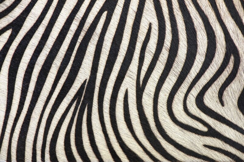 Zebra print