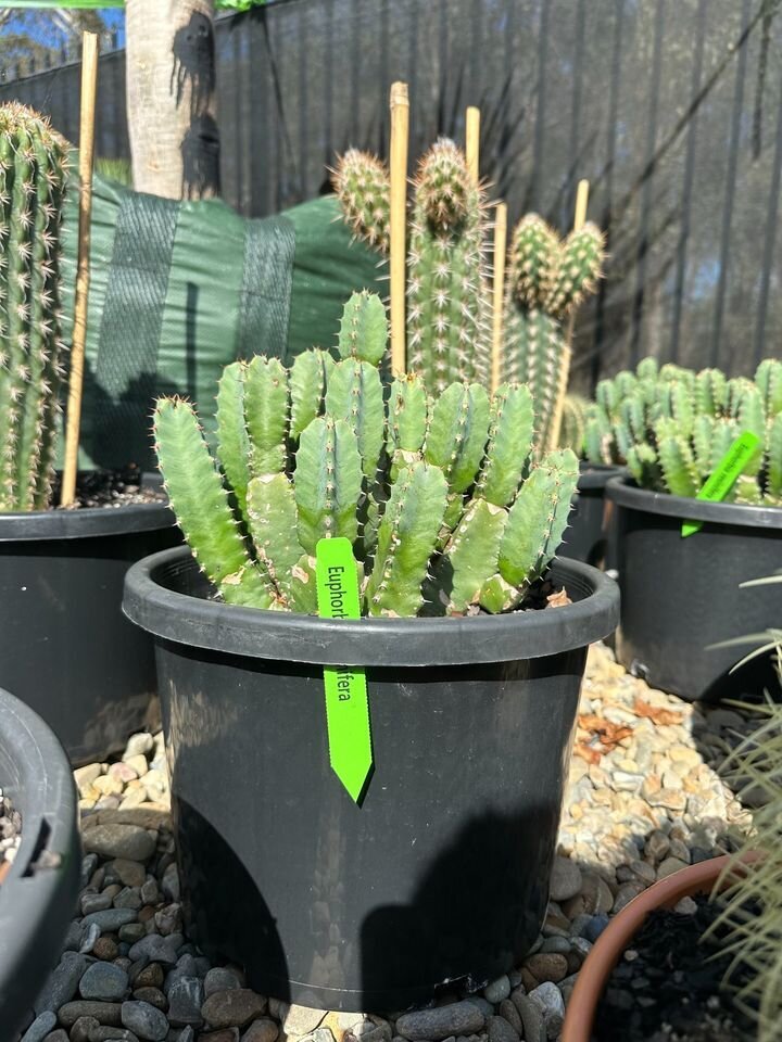 Euphorbia Resinfera | Resin Spurge