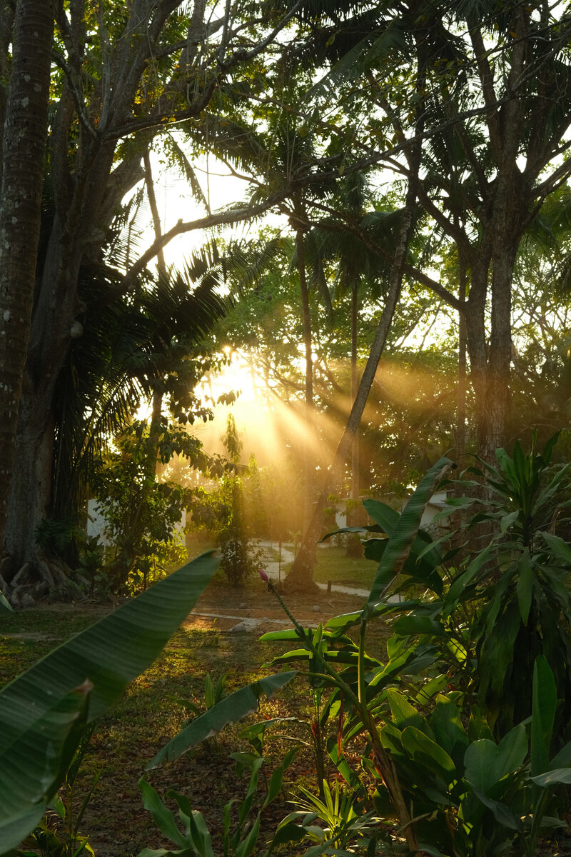 Sunlight shining through forest