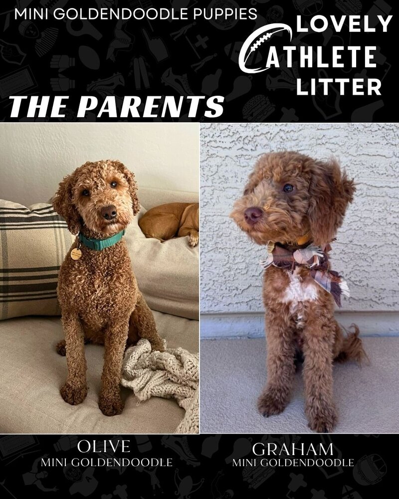 Athlete - The Parents