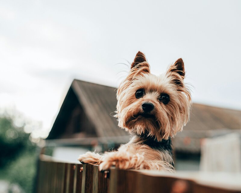 Pet Photographer Mid-Michigan Website Design Warm Clean Organic 37