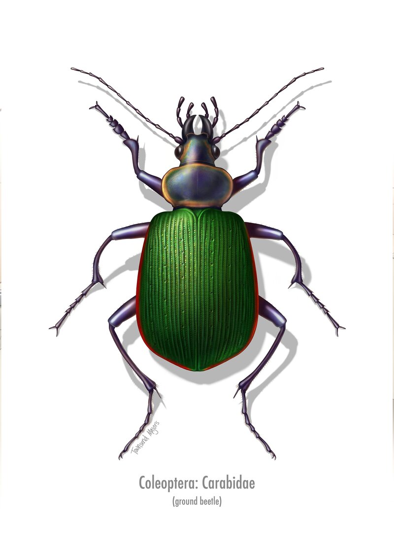 Townsend Majors' ground beetle scientific illustration