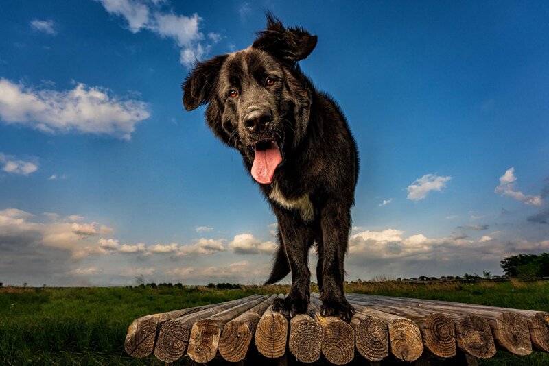 Wide angle view of a black dog standing on a bridge under blue sky with clouds.