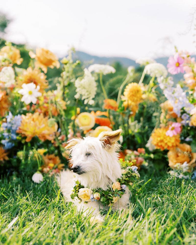 A puppy wearing a floral collar sits in front of the ceremony arch of floral arrangements, captured by Megan Lynn of film photographer My Sun and Stars Co.