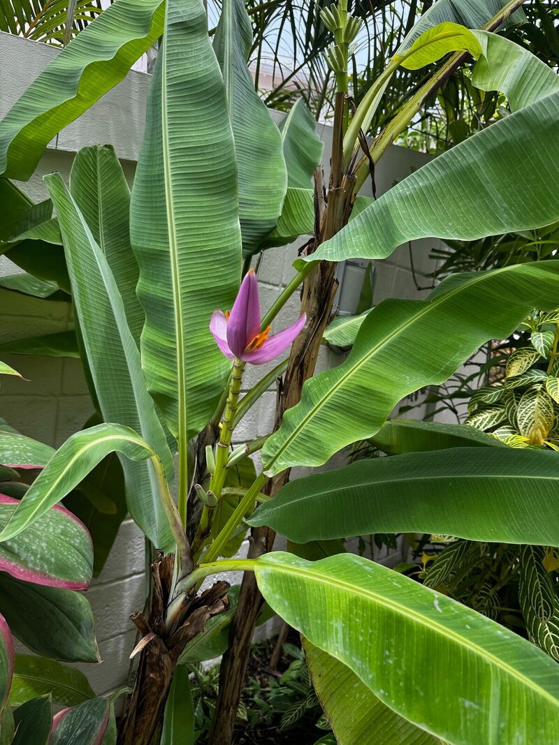 tropical-caribbean-greenery