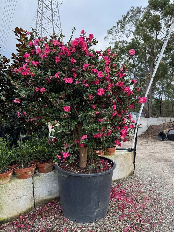 Camellia hiemalis - Camellia Hiyru - Mature Hedges & Screens Sydney