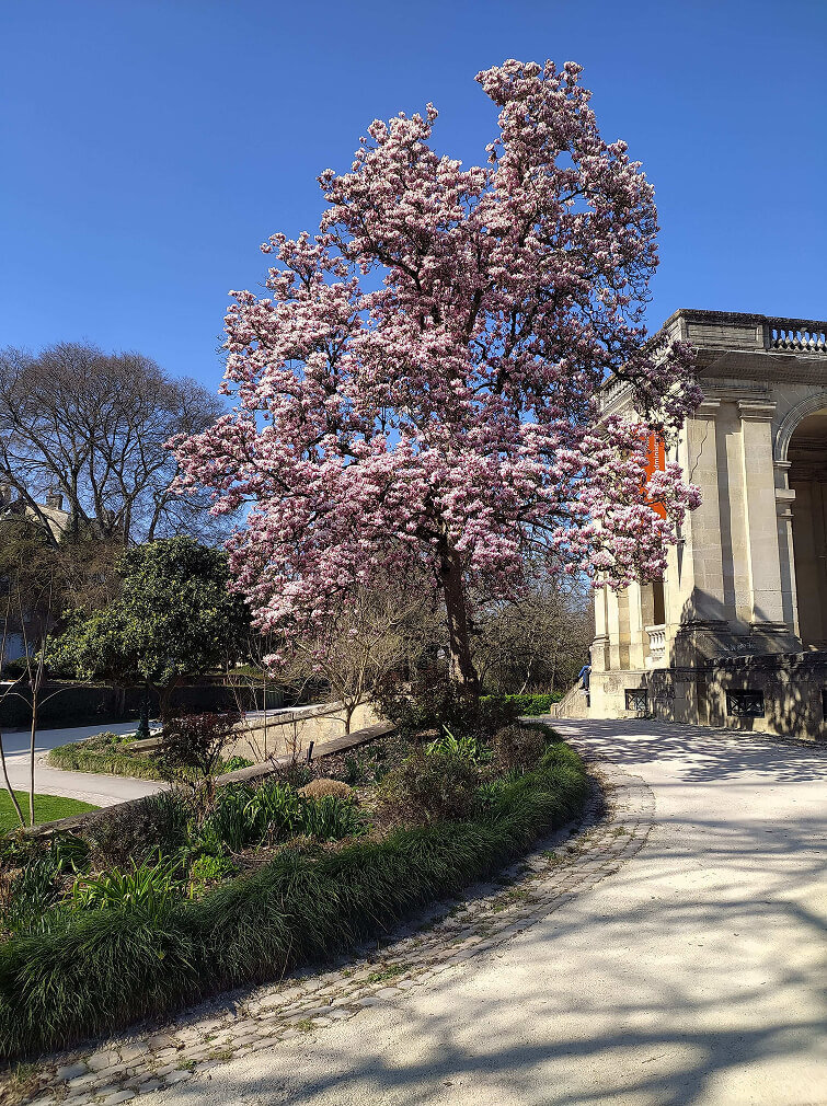 Photo prise par Colyne d'un paysage qui l'inspire - elle représente un point de vue du jardin public de Bordeaux, avec un arbre en fleur.