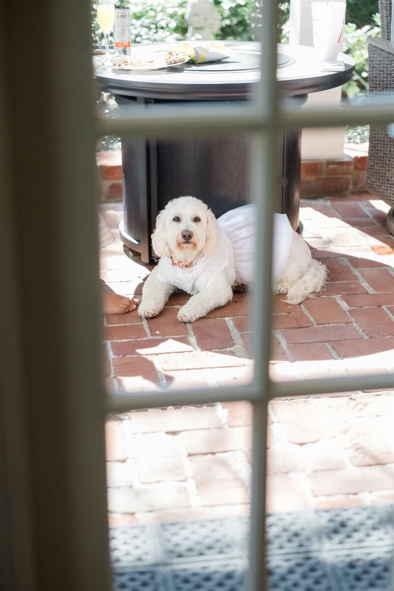 The bride's dog dressed in wedding attire for a wedding at the Country Club of Orlando