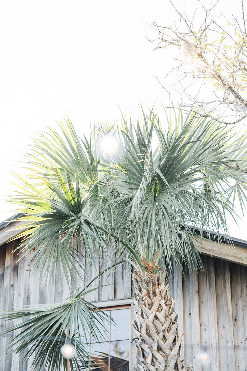 Boone Hall-6866