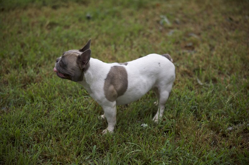 Pied Frenchie Puppy in Tyler, Texas.