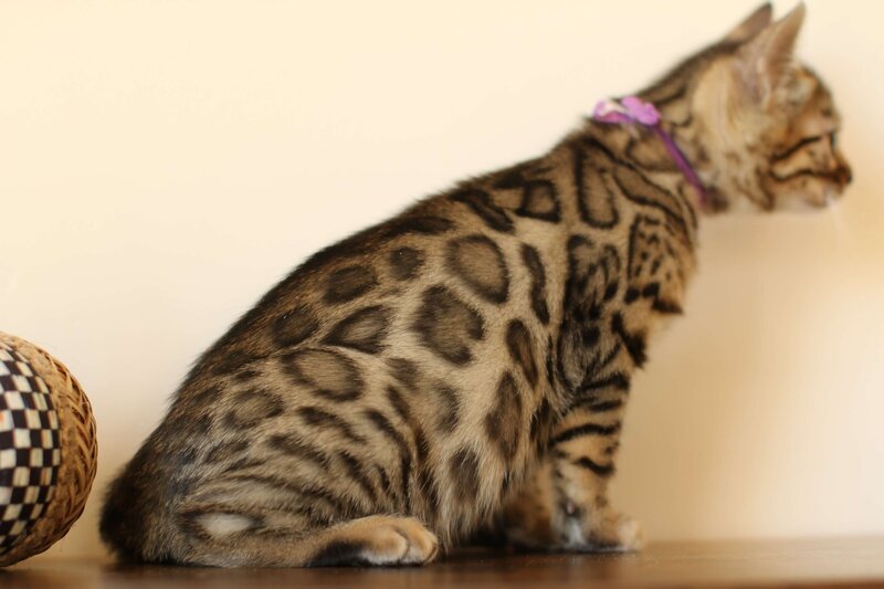 Diva x Bronco_Purple_3