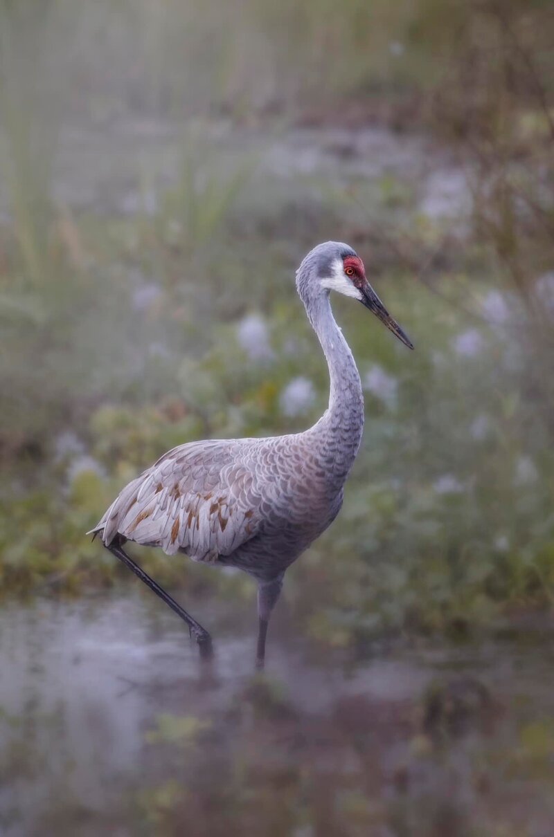 woodstork in the rain