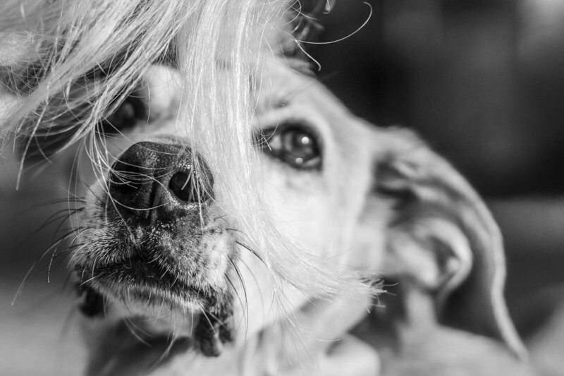 Julio-endoflife-petphotography-rescuedog-1