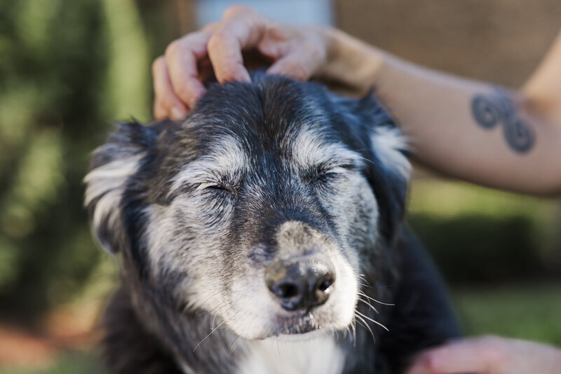 Hudson Valley pet photography in Beacon capturing candid looks and wagging tails