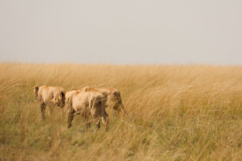 safariedited-056
