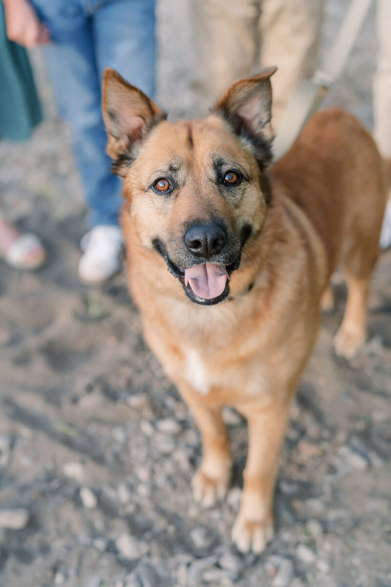 dog at a family photo session