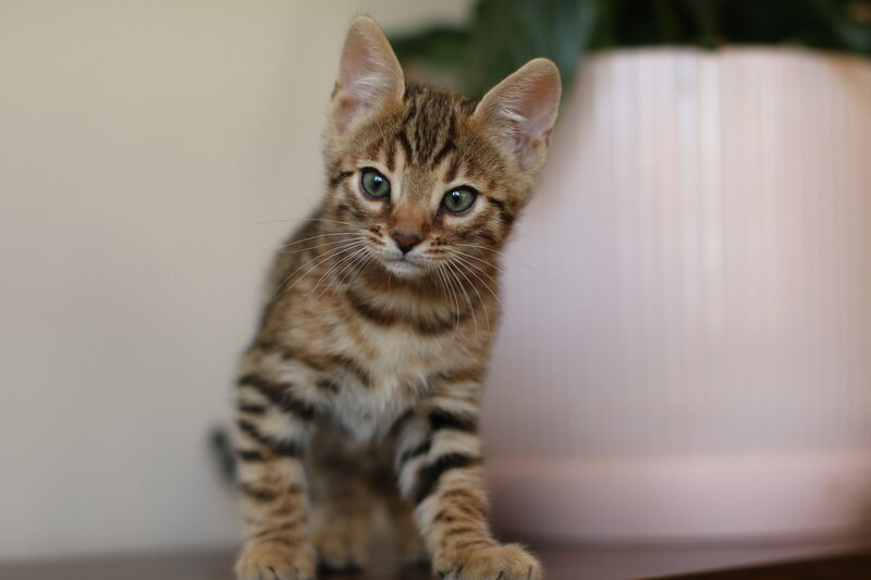 Diva x Bronco_Brown Girl 3_4