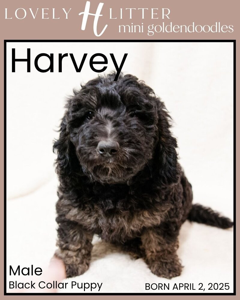 H Puppies - Black Harvey Male