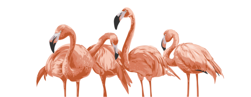 Bahaa Mar Wedding  Flamingo