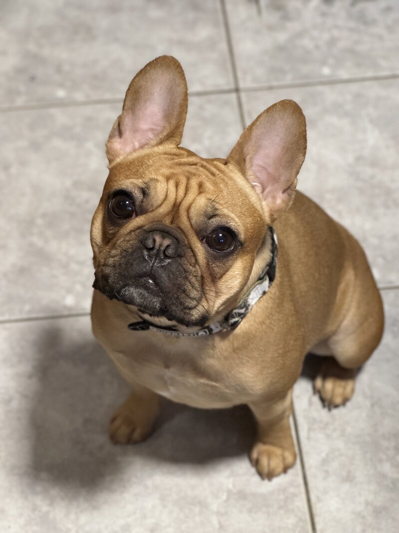 female French Bulldog from LMN Bulldogs Montreal