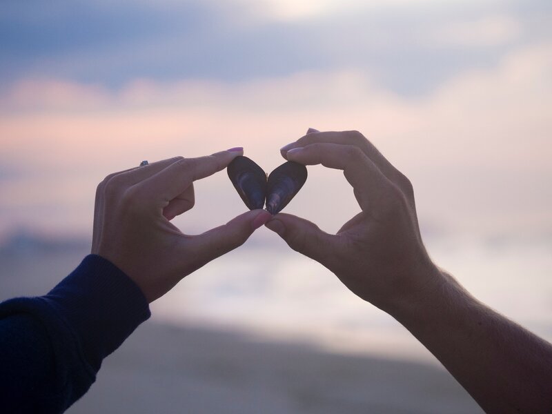 Seashells in the shape of a heart