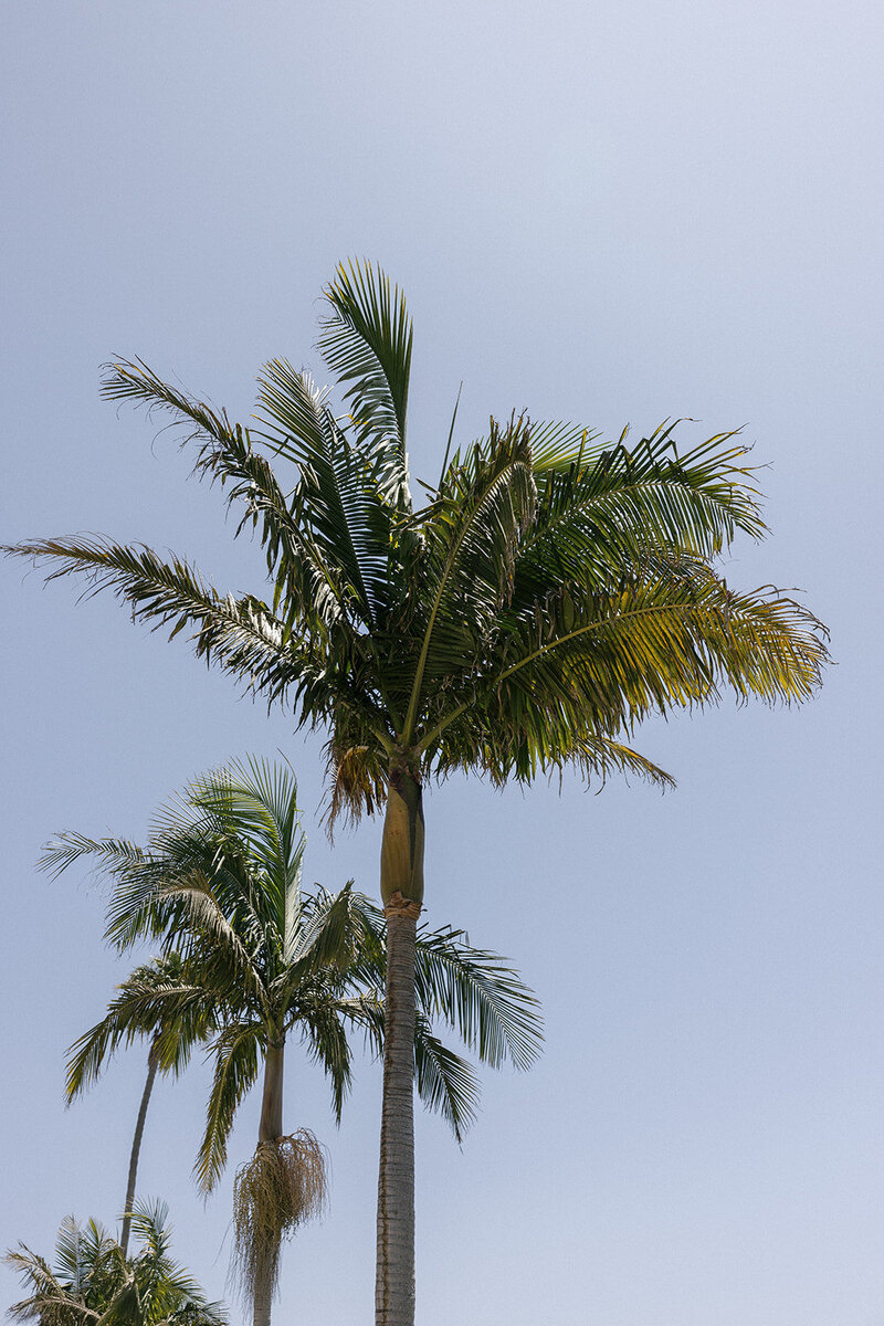 Malaya Images - 080125 Laura and Gerardo - Sneak Peeks (2 of 60)_websize