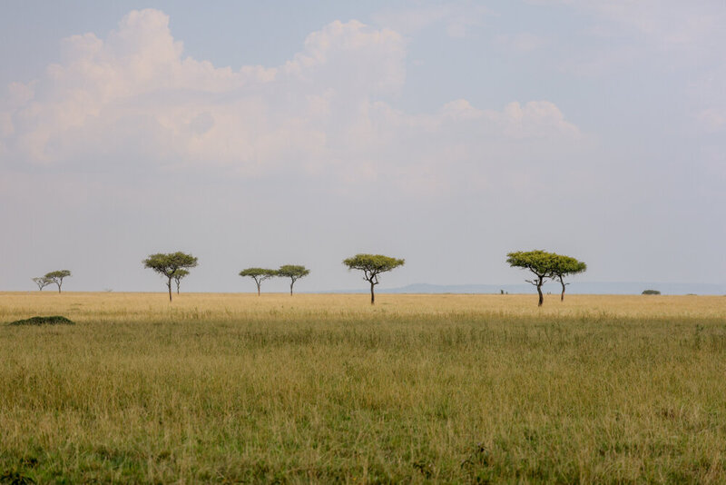 safariedited-413