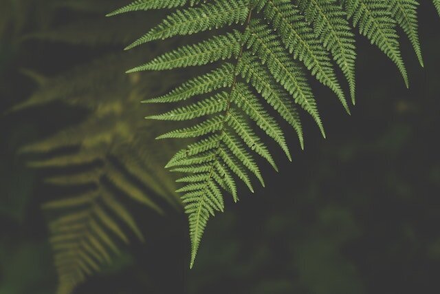 dark green fern