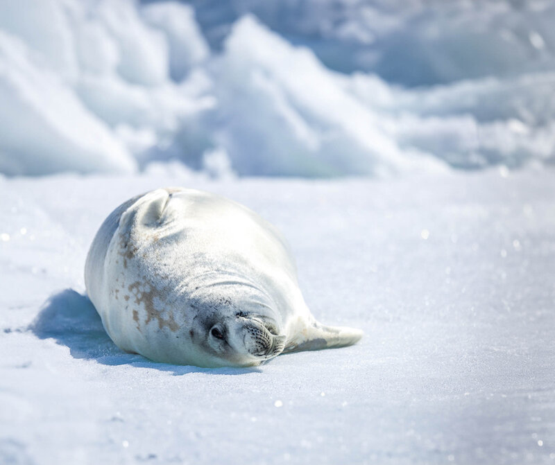 A seal lying on snowy ice, resting peacefully in a bright, icy landscape.