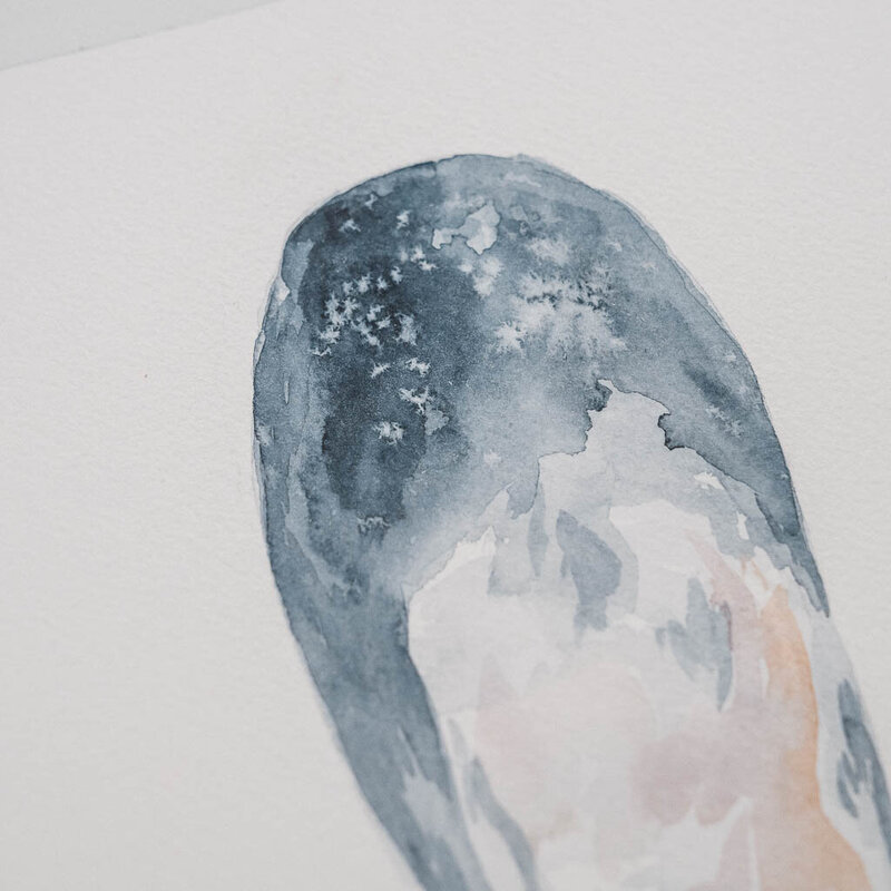 Detail photo of a mussel shell watercolor painting by Amy Duffy