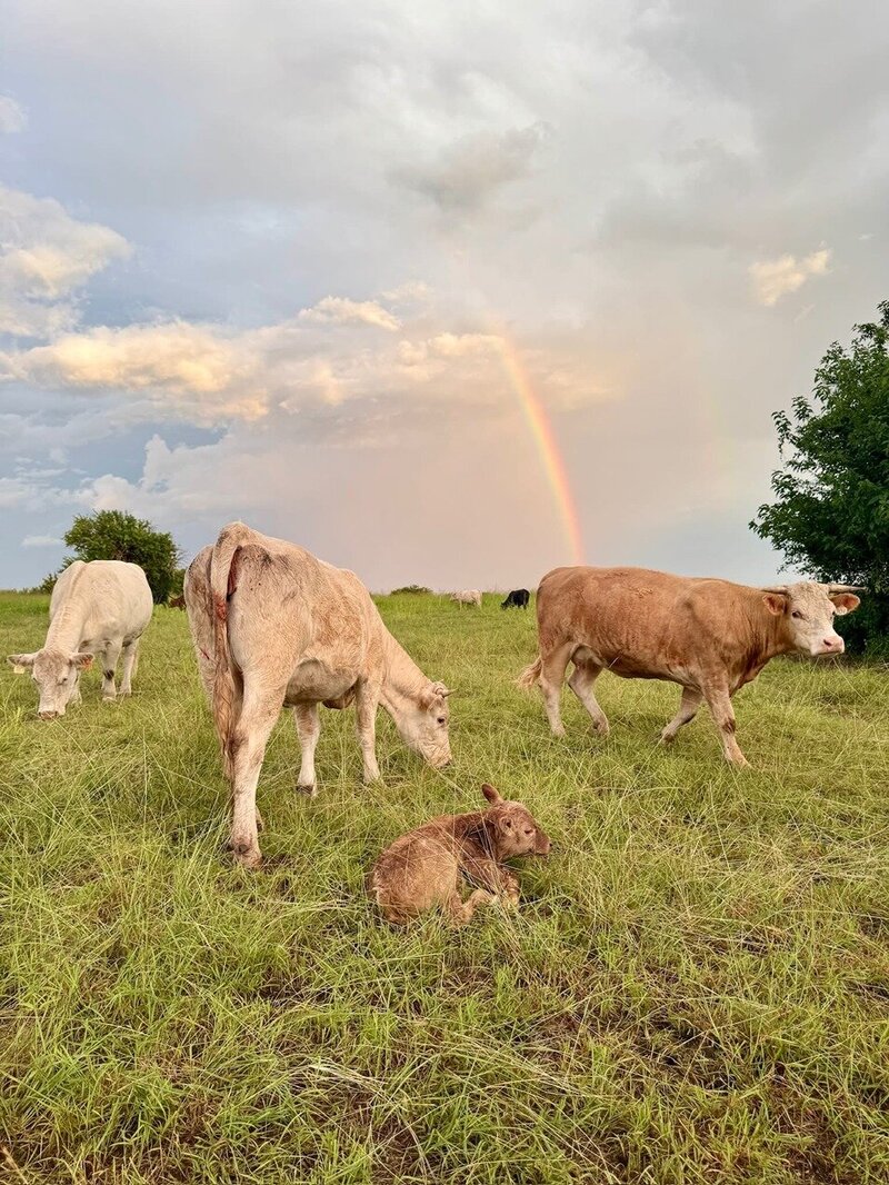 Cattle on a farm near Dallas, TX