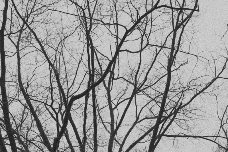 Bare tree branches against a grey winter sky symbolizing the ETERNAL Directional Calling in CPTSD Medicine, representing fierce protective boundaries, deep-rooted empowerment, and the strength found in remembering divine belonging beyond trauma.