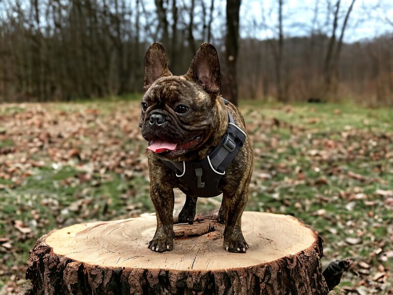 High-quality French Bulldog with big ears from LMN Bulldogs Montreal