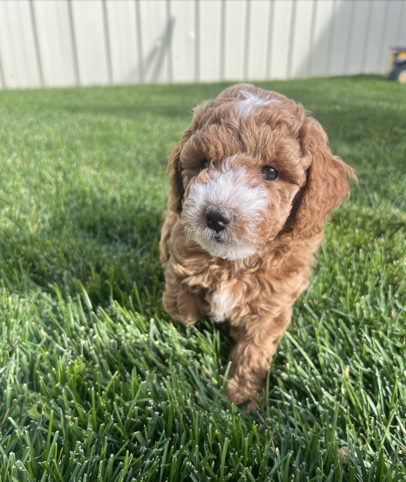 Screenshot 2024-09-24 at 6.30.02 AM