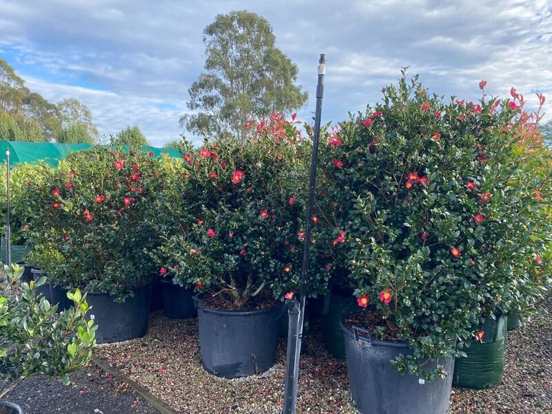 Camellia sasanqua Yuletide - Mature Hedges & Screens Sydney