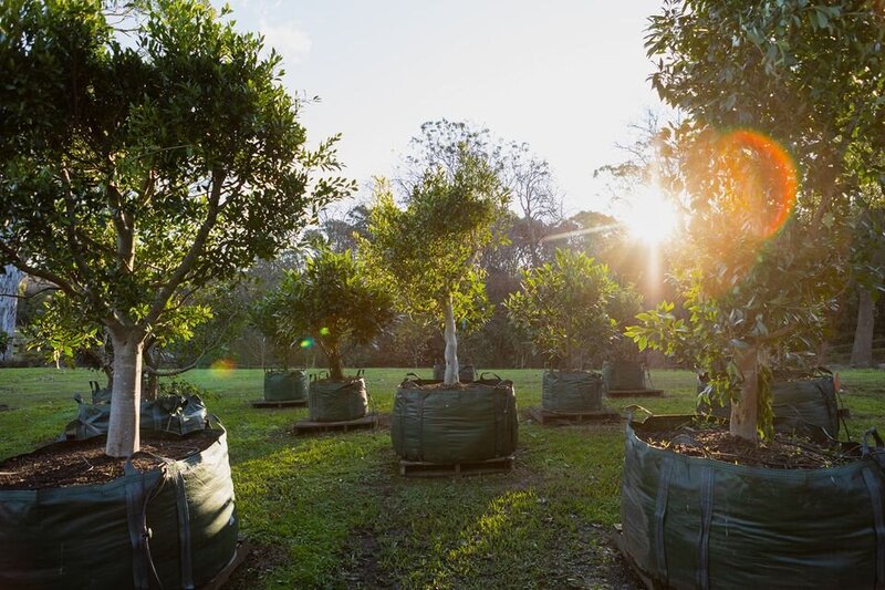 Hills Weeping Fig | Go Green Nurseries } Mature Trees  Sydney