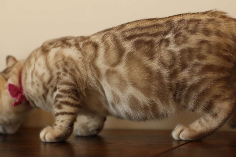 Sienna x Benny_Pink_4