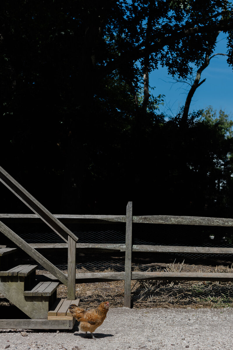 Beach Plum Farm-Beach Plum Farm Wedding and Family Photographer-Kate Neal Photography