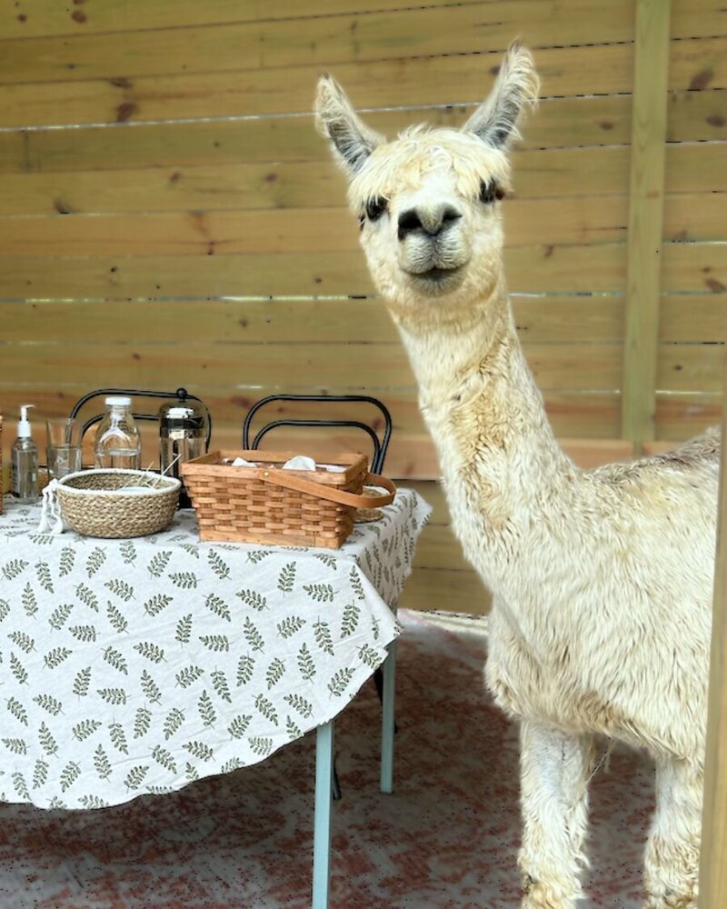 hotline alpaca