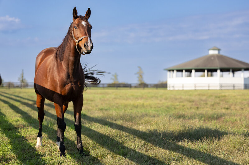 Thoroughbred mare Starship Jubilee at pasture.