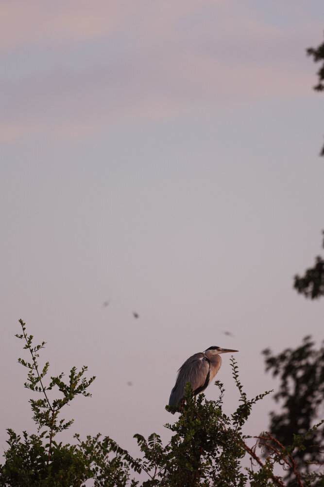 safariedited-357