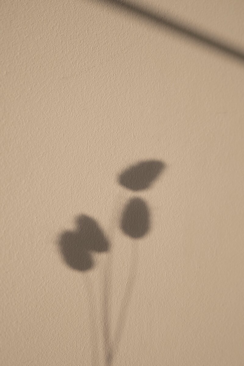 Tan wall with 4 flower bud shadows on it