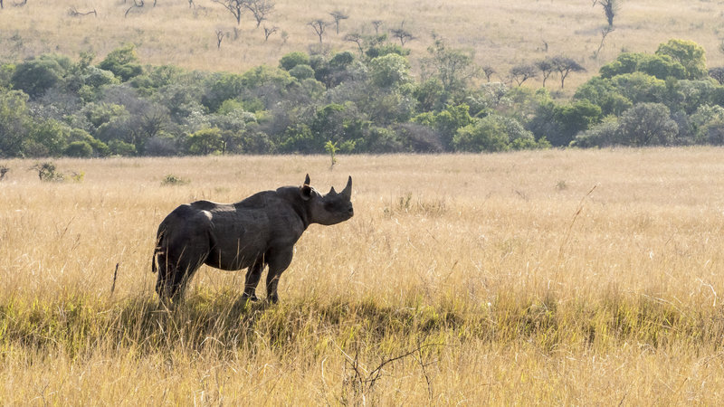 The Black Rhino is one of the most aggressive animals in Africa. In the field with Raven 6 Studios and Omujeve safaris