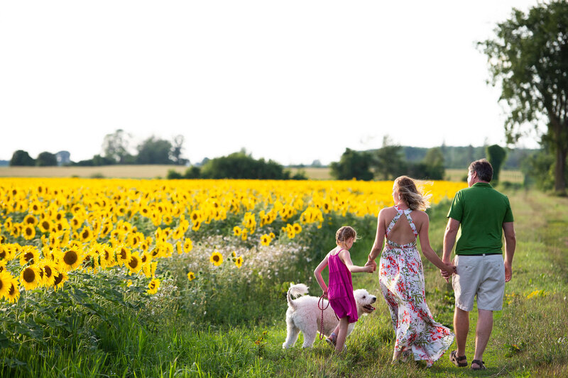 a mom in a floral dress, a dad in a green top, walking hand in hand with their daughter in a pink dress accompanied by their dog.  Captured outdoors in a field of sunflowers by Ottawa wedding photographer JEMMAN Photography