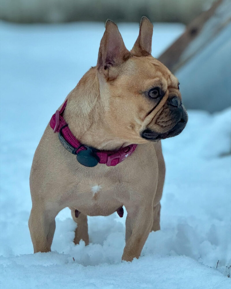 Friendly female Frenchie from LMN Bulldogs playing outside