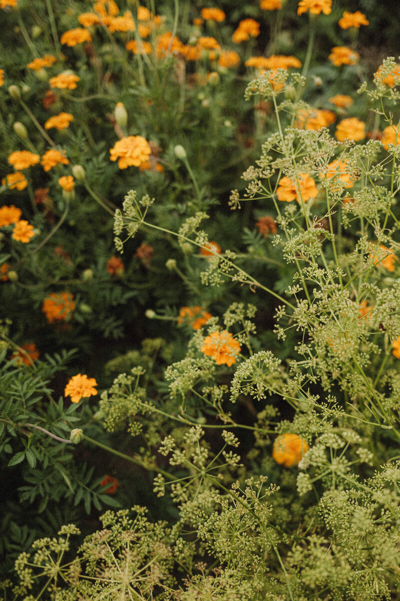kaboompics_wildflowers-in-full-bloom-a-burst-of-color-in-nature-36553