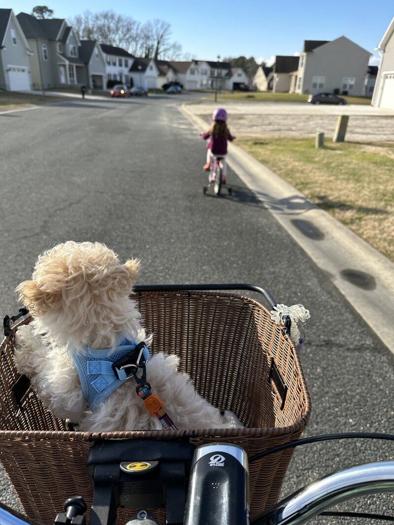 Maltipoo puppy in Bike basket watching child ride a bike with training wheels